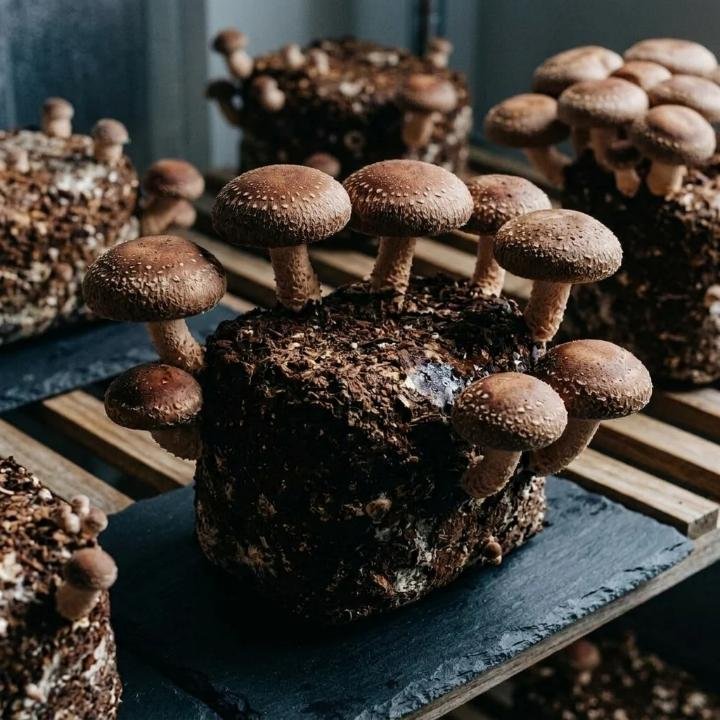 Shiitake